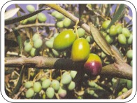 Лучшие сорта греческих оливок: посадка и уход